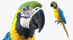 Blue and Yellow Macaw Rigged 3D model