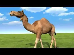 Camel  rigged animated  Low-poly 3D model