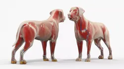 Canine Full Anatomy Model with Transparent Body 3D model