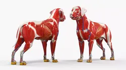 Canine Muscular and Skeletal Anatomy Structure 3D model