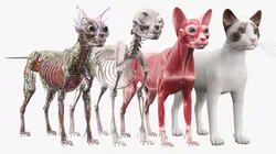 Cat Full Body Anatomy Structure and Skeleton 3D model