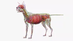 Cat Internal Organs Vascular Nervous Anatomy 3D model