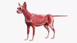 Cat Muscular System Anatomy Tendons 3D model