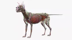Cat Skeleton Anatomy Internal Organs Vascular Nervous 3D model