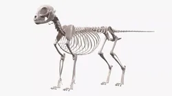 Cat Skeleton Anatomy Structure 3D model