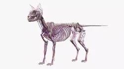 Cat Skeleton Circulatory System Anatomy 3D model