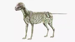 Cat Skeleton Nervous System Anatomy 3D model