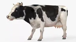 Cattle Cow Grazing Animated Rigged Fur For Blender 3D model
