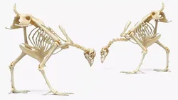 Chicken Skeleton Pecking Ground Animated Rigged For Maya 3D model