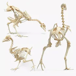 Chicken Skeleton Set Animated Rigged For Maya 3D model
