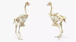 Chicken Skeleton Walking Animated Rigged For Maya 3D model