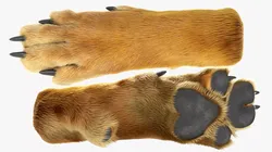 Dog Paw Fur For Maya 3D model