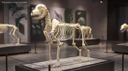 Dog Skeleton Rigged For Maya 3D model