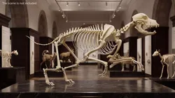 Dog Skeleton Run Animated Rigged For Maya 3D model