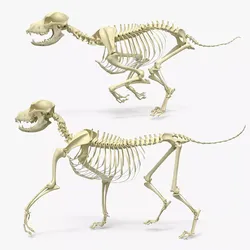 Dog Skeleton Set Animated Rigged For Maya 3D model