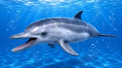 Dolphin  rigged animated  Low-poly 3D model