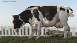 Domestic Cow Running Animated Rigged Fur For Blender 3D model