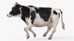 Domestic Cow Running Animated Rigged Fur For Blender 3D model