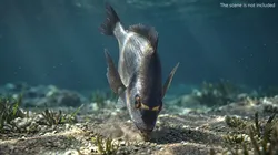 Dorada Fish Bottom Feeding Animated Rigged For Maya 3D model