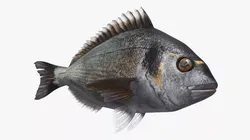 Dorada Fish Swim Animated Rigged For Maya 3D model
