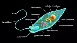 Euglena Animal Plant Hybrid Cell Microscopic Biology Model Low-poly 3D model