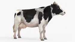 Farm Milk Cow Fur For Blender 3D model
