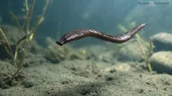Freshwater Leech Swimming Animated Rigged For Blender 3D model