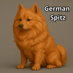 German Spitz