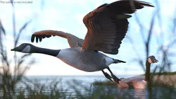 Goose Bird Realistic Rigged For Blender 3D model