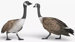 Goose Rigged For Blender Animated Set 3D model