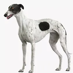 Greyhound Spotted 3D model