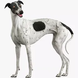 Greyhound Spotted Rigged 3D model