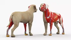 Half Skin Dog Anatomy Muscular and Vascular System 3D model