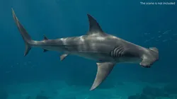 Hammerhead Shark Eat Fish Animated Rigged For Maya 3D model