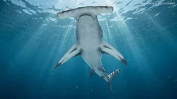 Hammerhead Shark Rigged For Maya 3D model