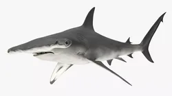 Hammerhead Shark Swim Animated Rigged For Maya 3D model