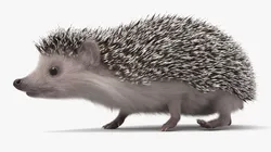 Hedgehog Eating Fur Animated Rigged For Maya 3D model