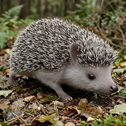 Hedgehog Fur Rigged For Maya 3D model