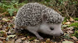 Hedgehog Fur Set Animated Rigged For Maya 3D model