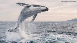 Humpback Whale Breach Jump Animated Rigged For Maya 3D model