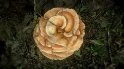 Laetiporus Chicken of the Woods Mushroom Scan