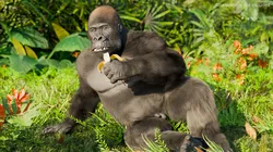 Large Gorilla Eating Fur Animated Rigged For Blender 3D model