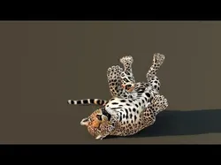 Leopard Animated Low-poly 3D model