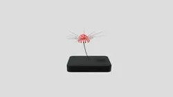 Lycoris Radiata