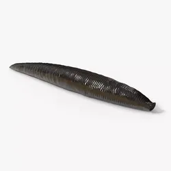 Medicinal Leech For Blender 3D model