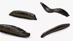 Medicinal Leech Rigged For Blender Animated Set 3D model