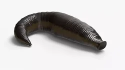 Natural Leech Rigged For Blender 3D model