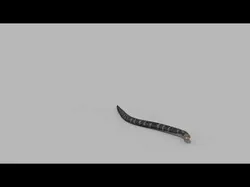 Pro King Cobra Snake - 8k - 3d animated 3D model