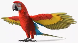 Red and Green Macaw Parrot Resting Pose 3D model