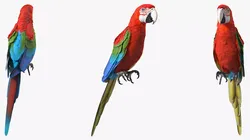 Red and Green Macaw Perched Pose 3D model